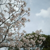 桜、さくら、サクラ、櫻