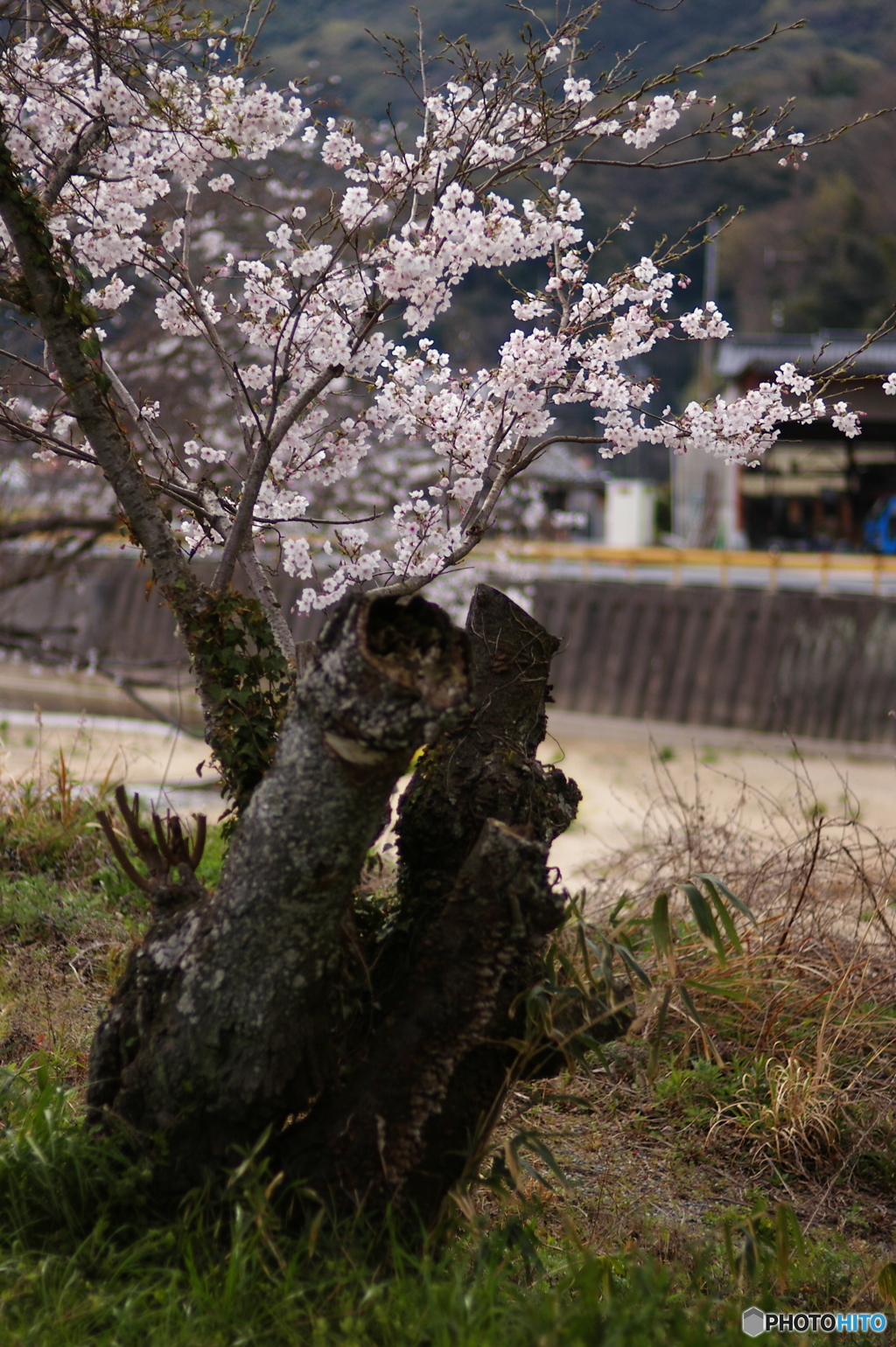 朽ち桜