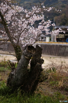 朽ち桜