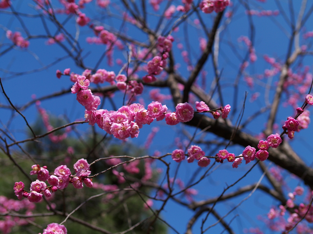 縮景園・梅園