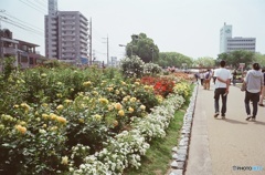 福山ばら祭