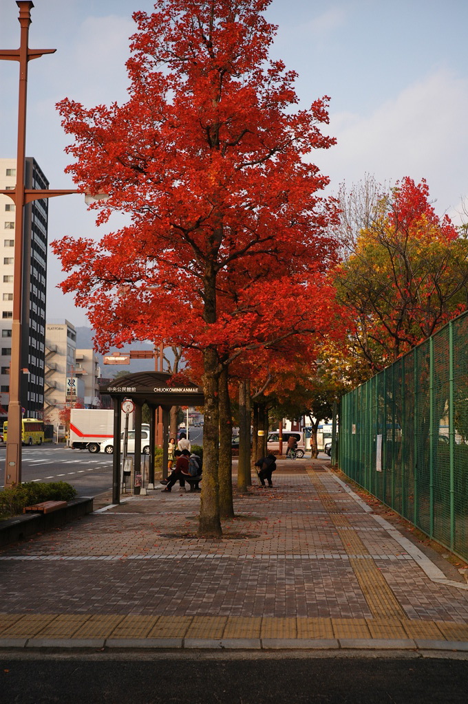 街の紅葉