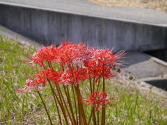 あぜ道に咲く彼岸花