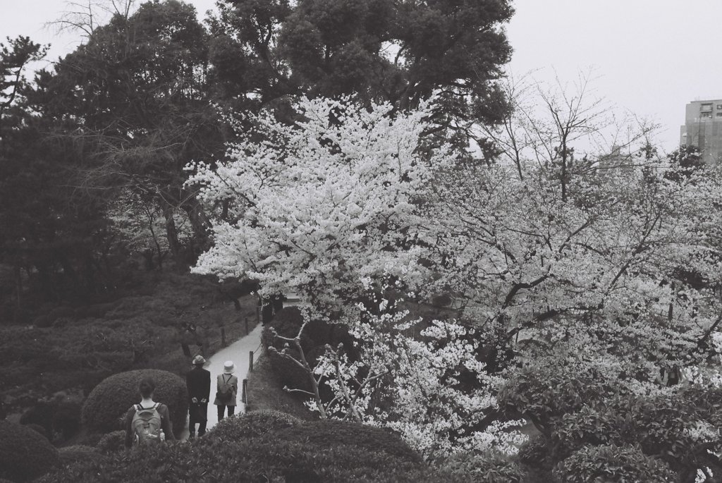 縮景園の桜