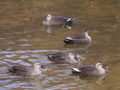 カモ×５