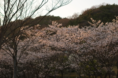 夕日色、桜色