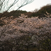 夕日色、桜色