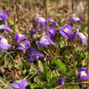 足元の小さなお花畑