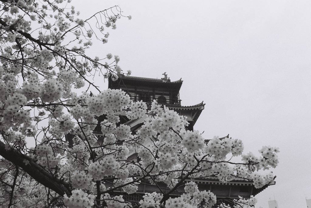 広島城の桜