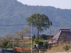 凛と立つ