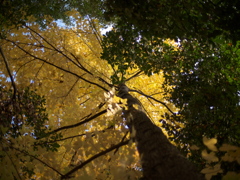 見上げてみた