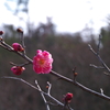 春の便り