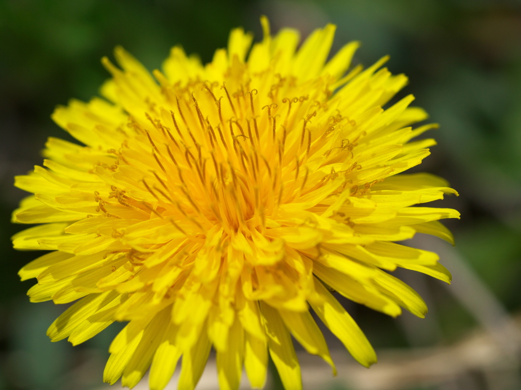 小さくても大輪の花