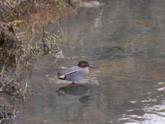 野鳥を追いかけて