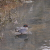 野鳥を追いかけて
