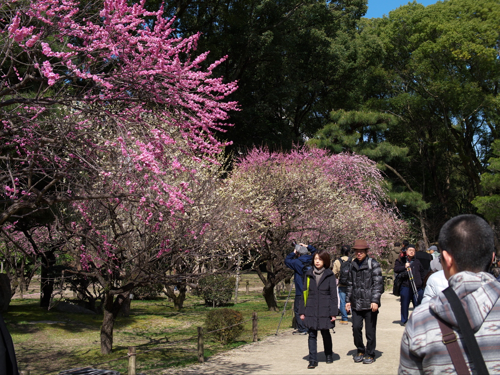 今日の縮景園・梅園