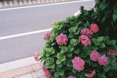 平和大通りの紫陽花