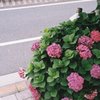 平和大通りの紫陽花