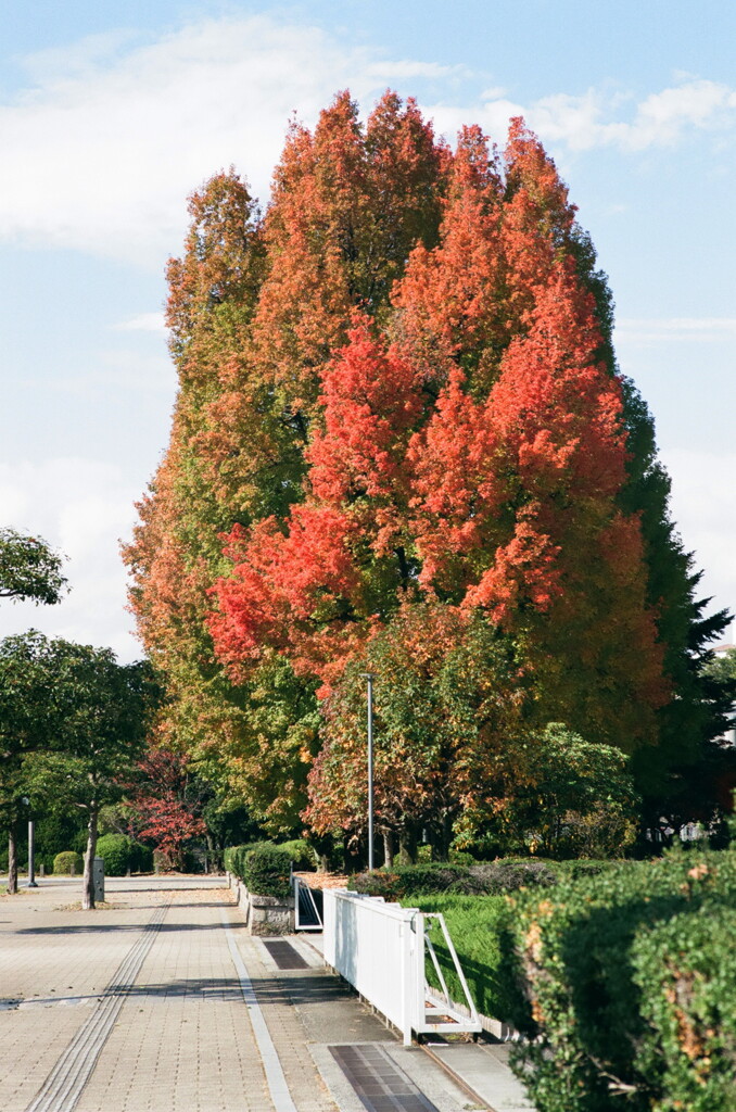 街の紅葉
