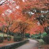 生もみじ