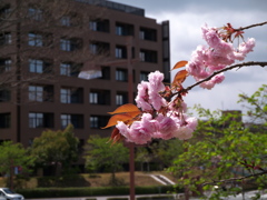 キャンパス見守る八重桜