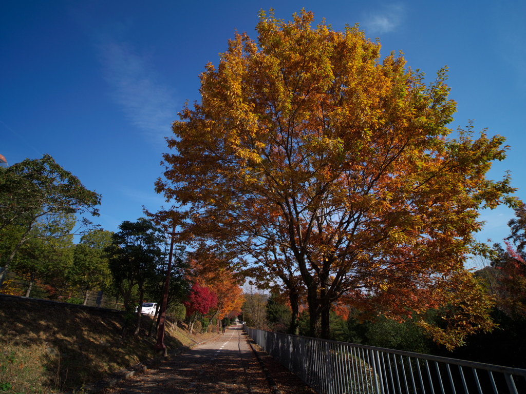 試写・Kowa PROMINAR 8.5mm F2.8