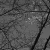 桜並木を見上げて