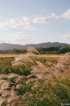 東広島の秋