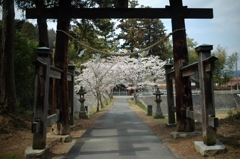 桜の参道