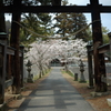 桜の参道