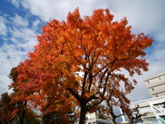 街の紅葉