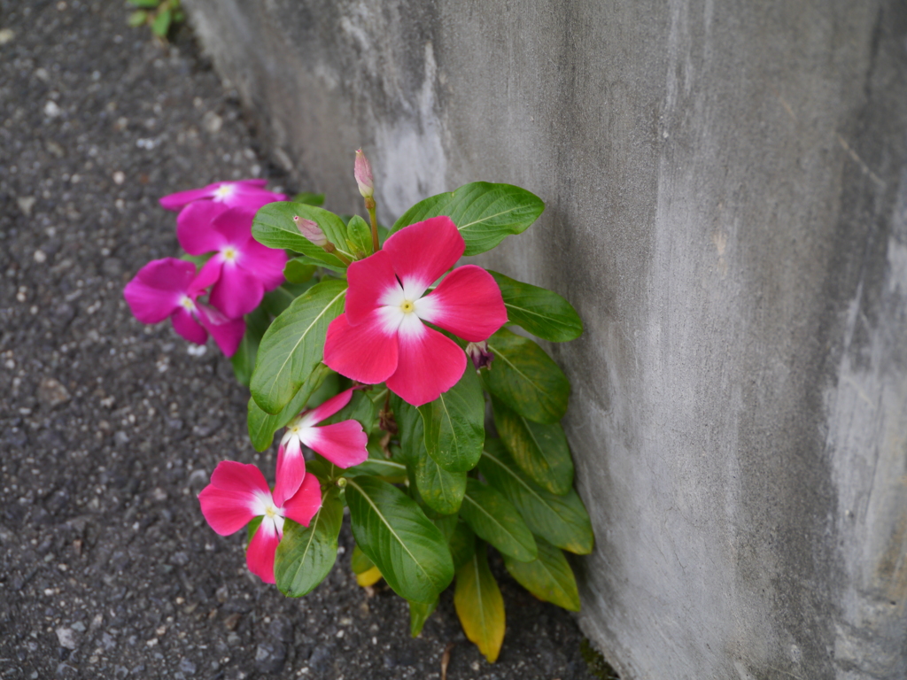 駐車場の片隅で