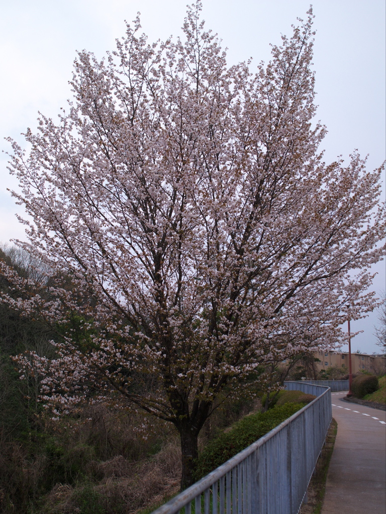 花ざかり