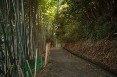 八幡宮の竹林