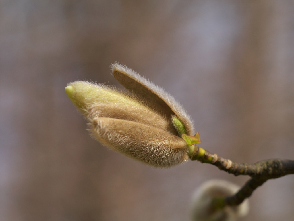 開花を待つコブシの花