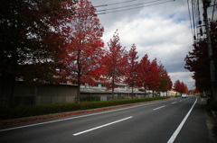 秋色に染まる街道