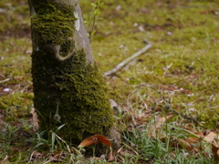 苔生す幹