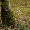 苔生す幹