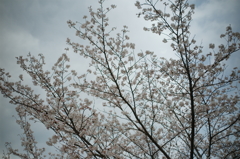 曇り空、桜色に染めて