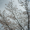 曇り空、桜色に染めて