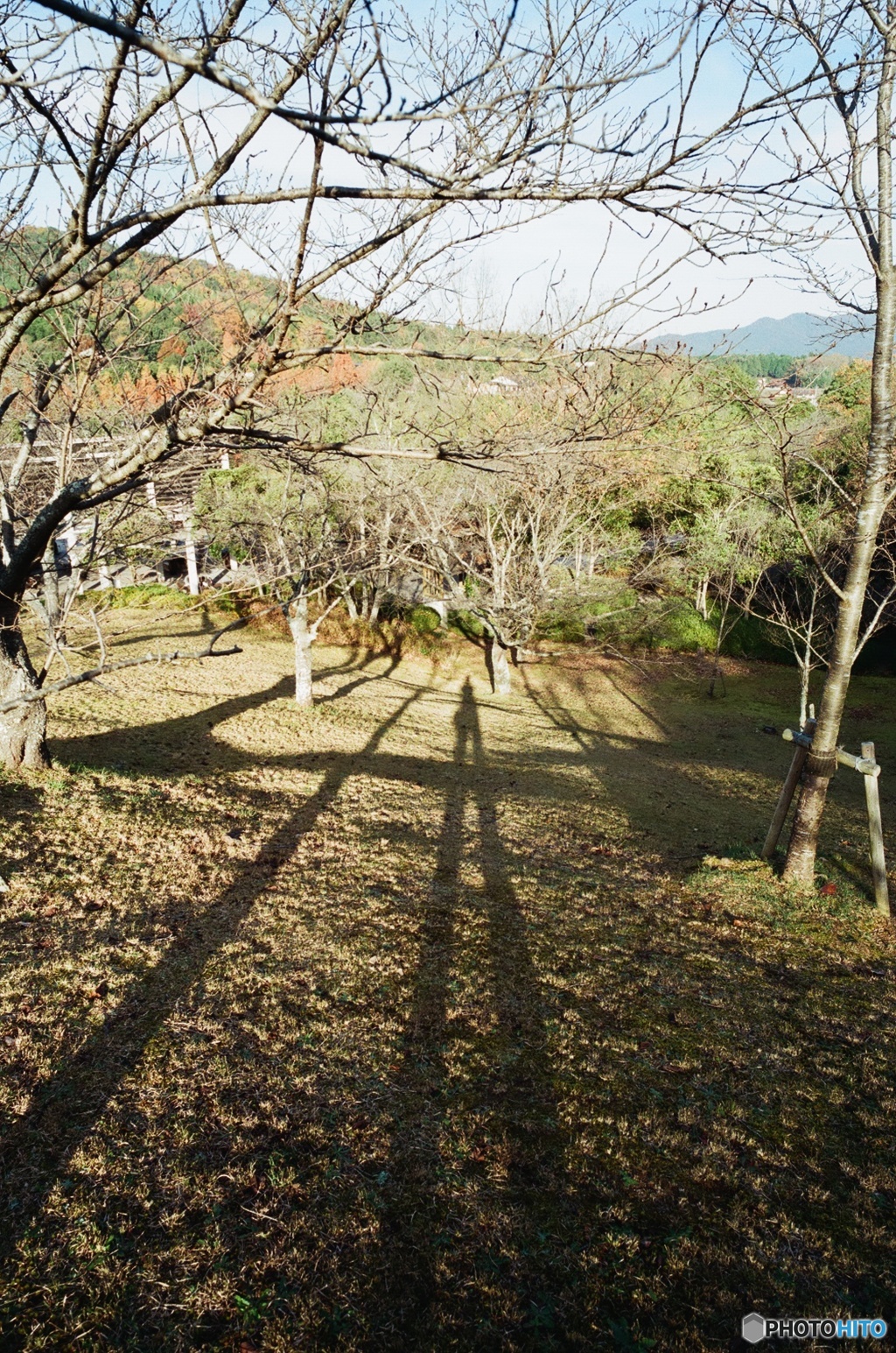 long Shadow