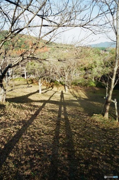 long Shadow