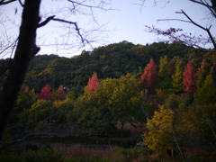 赤く染まる木々たち