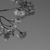 春、咲き誇る