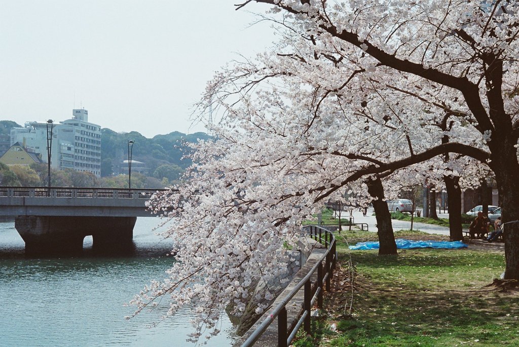 京橋川の春