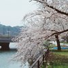 京橋川の春