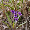 野に咲く花