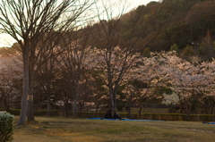 今から夜桜ですか？