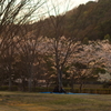 今から夜桜ですか？
