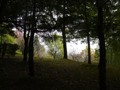 木立にて